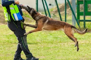 Missouri’s Dog Bite Laws